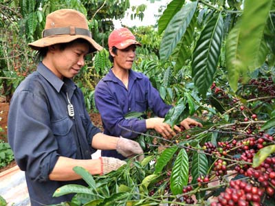Giá nông sản hôm nay 13.5: Dự báo mới về nguồn cung cà phê