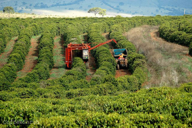 Giá nông sản hôm nay 14.5: Sự thực nào về nguồn cung cà phê?