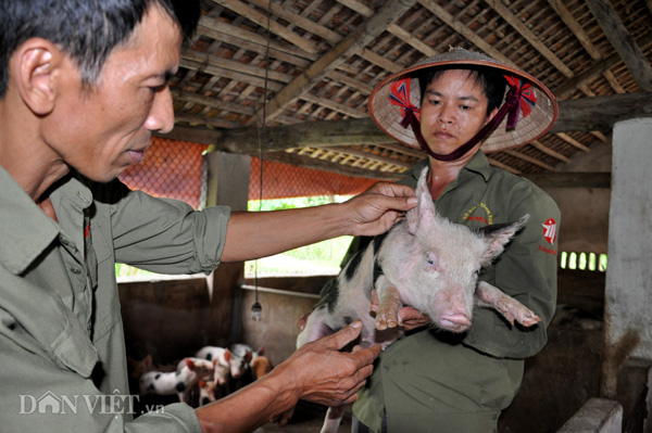 Giá lợn hơi 6.6: Cứu không xuể, dân vẫn 