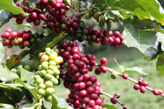 Giá nông sản hôm nay 9.7: Cà phê đột ngột giảm mạnh, tiêu sắp đạt 80.000 đ/kg