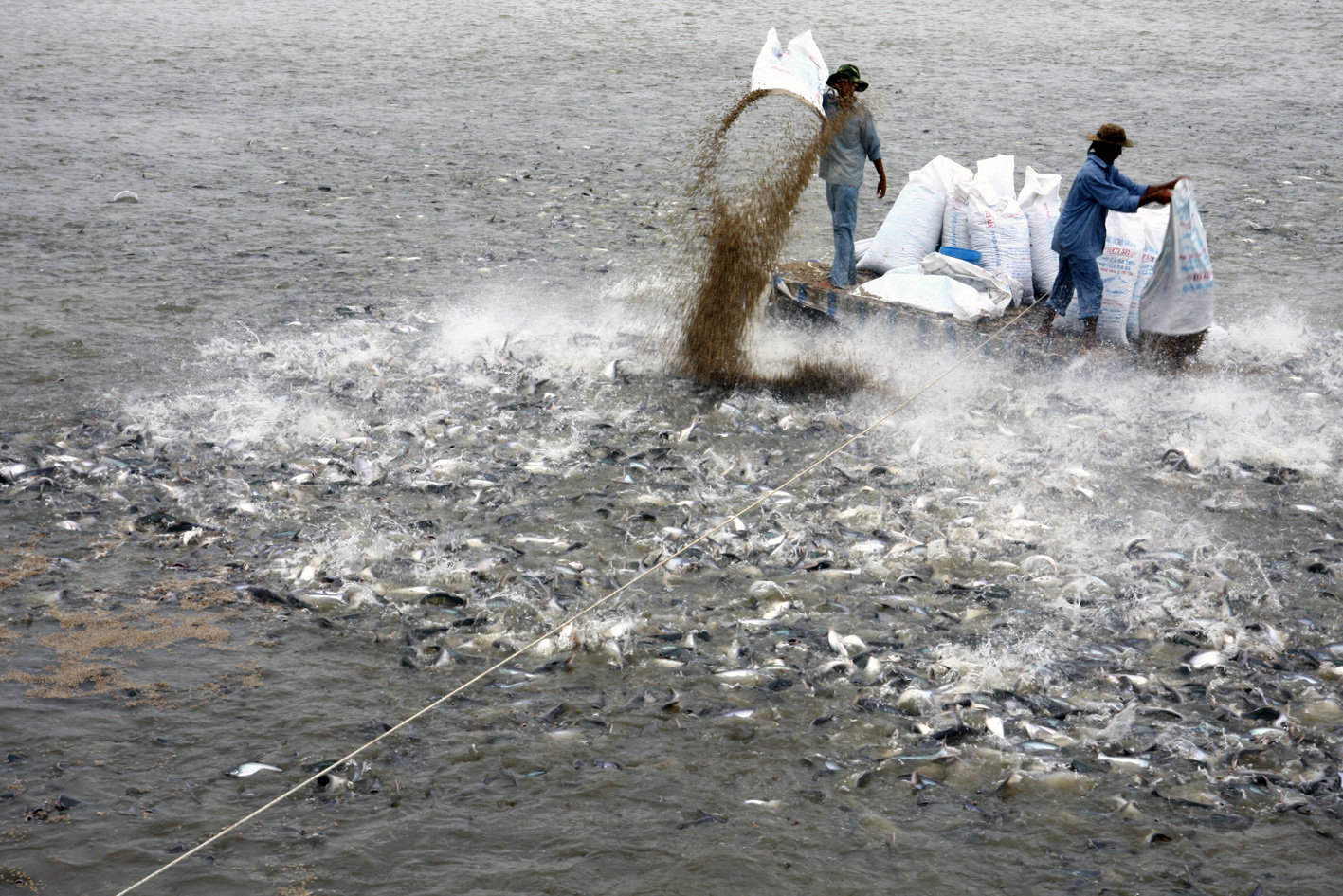 Giá cá tra giảm chỉ còn 18.000 đồng/kg dù Trung Quốc đã mua trở lại