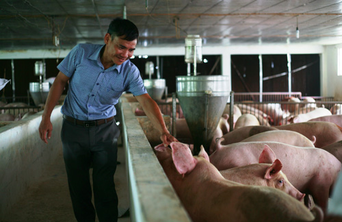 Giá lợn Tết 2019: Giá heo hơi bất ngờ giảm, nhiều hộ 