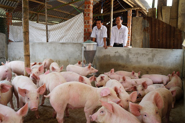 Giá heo hơi 5/7: Giá lợn miền Bắc 93.000 đồng/kg, chủ trại thở phào vì trả hết nợ