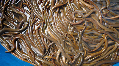 Giá lươn giống ở miền Tây tăng cao chưa từng có, 1 con bé tý bán 5.000 đồng và đây là lý do