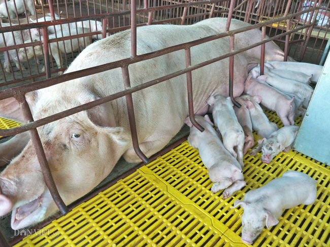 Giá heo hơi 17/5: Giá heo hơi gần chạm 100.000đ/kg, dân nuôi lợn rừng làm cỗ