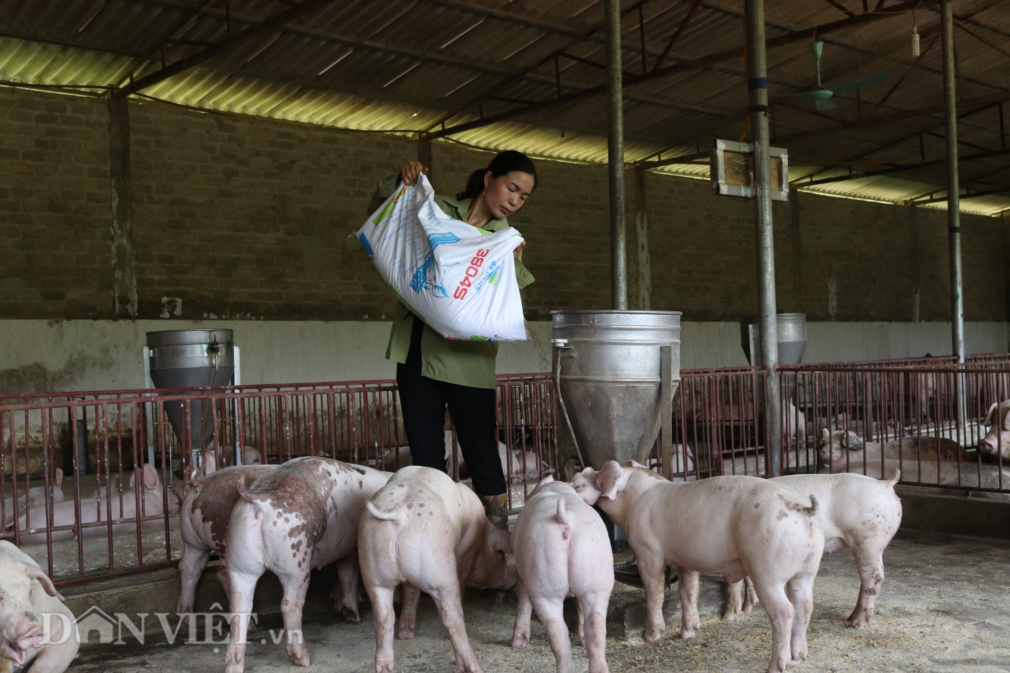 Giá heo hơi 1/8: Đầu tháng thủ phủ chăn nuôi Đồng Nai giảm 3.000 đồng/kg