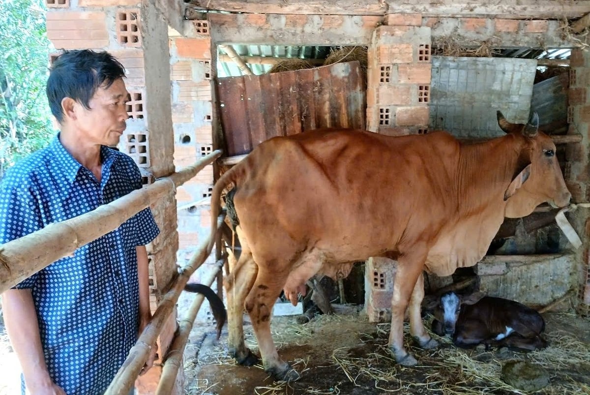 Người nuôi phấn khởi nhờ giá bò tăng mạnh