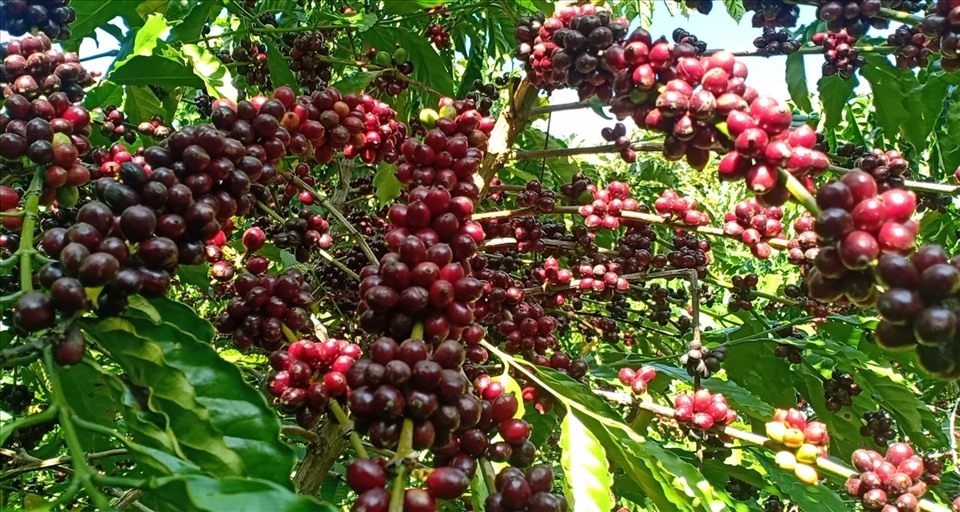 Giá cà phê ngày 13/11: Cà phê trong nước giá chững lại, 2 sàn giao dịch quốc tế giá cà cũng giảm