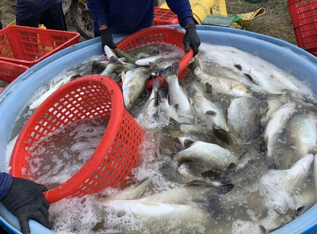 Giá cá chẽm giảm bất ngờ, người dân ở ĐBSCL lo thương lái bỏ cọc