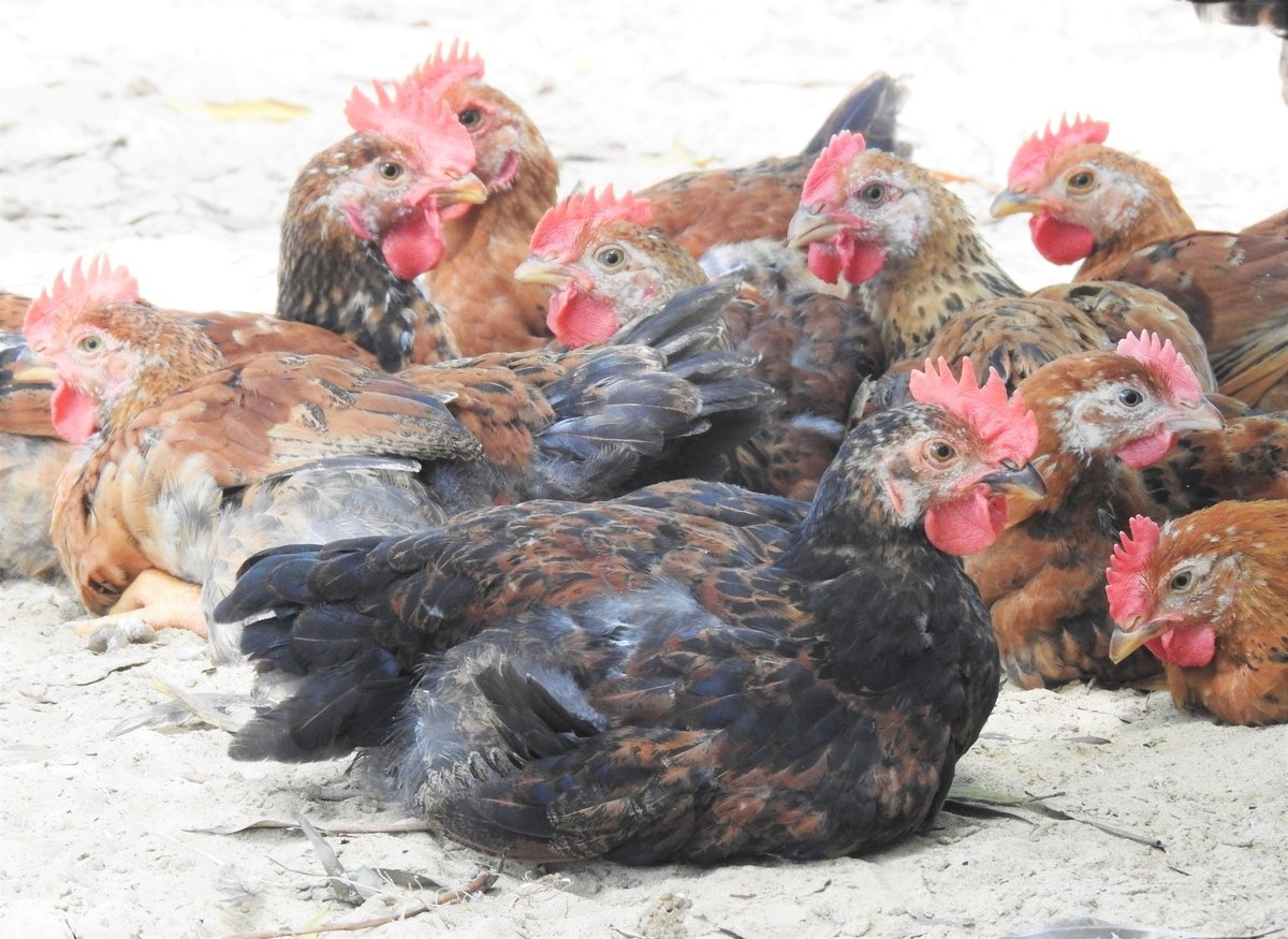 Giá gà thương phẩm tăng cao nhất trong vòng 3 năm