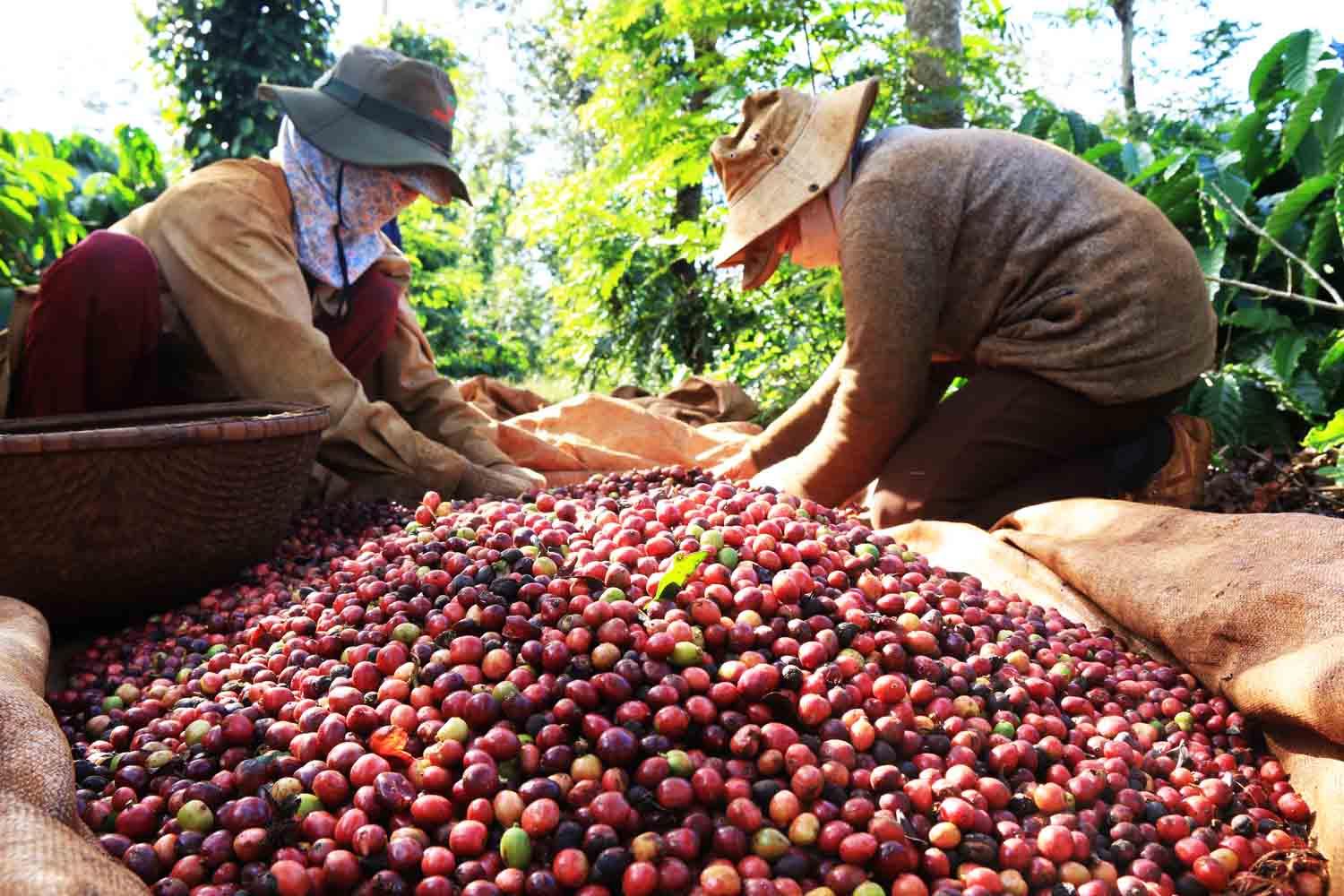 Giá cà phê 13/8: Đắk Lắk tăng tới 900 đồng/kg