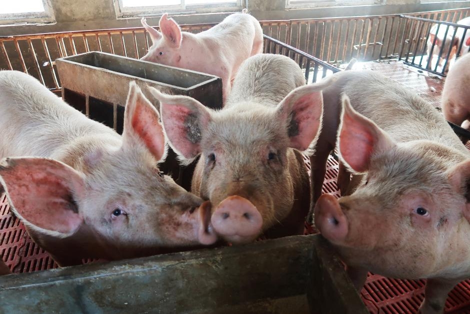 Giá heo hơi 2/8: Thương lái săn lợn xuất Trung Quốc, C.P tăng 1.000 đồng/kg