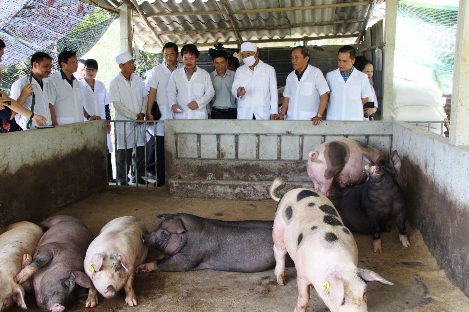 Giá heo hơi 29/4: Trung Quốc tăng mua lợn giống nên khan hàng, thịt nhập 60.000đ/kg