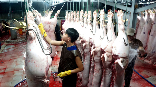 Giá heo hơi 31/7: Chợ lợn Hà Nam tăng giá, miền Nam dân bán chạy cả heo nhỏ