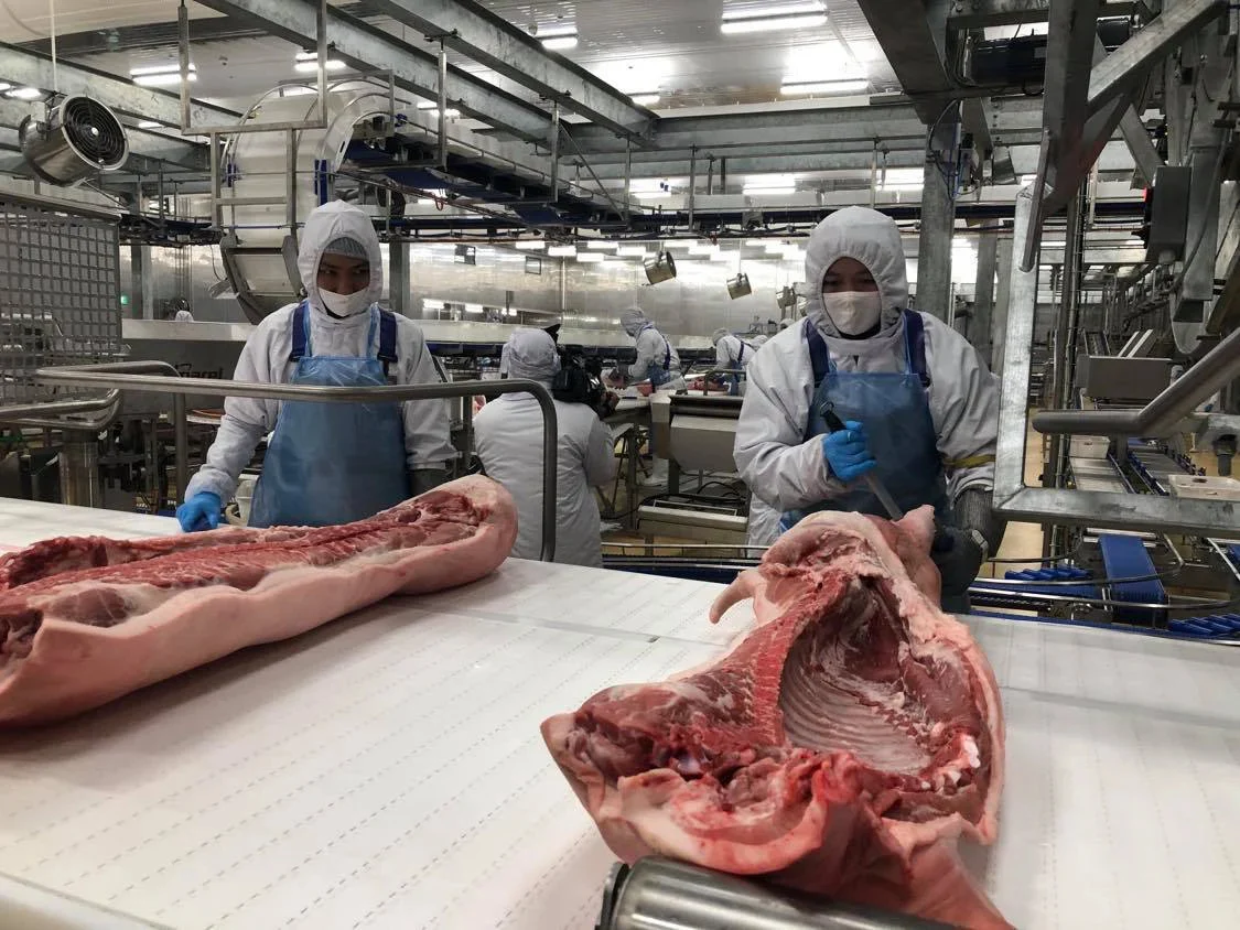 Cận Tết, giá lợn hơi 66.000 - 70.000 đồng/kg và sẽ còn tăng, người chăn nuôi đang lãi cao