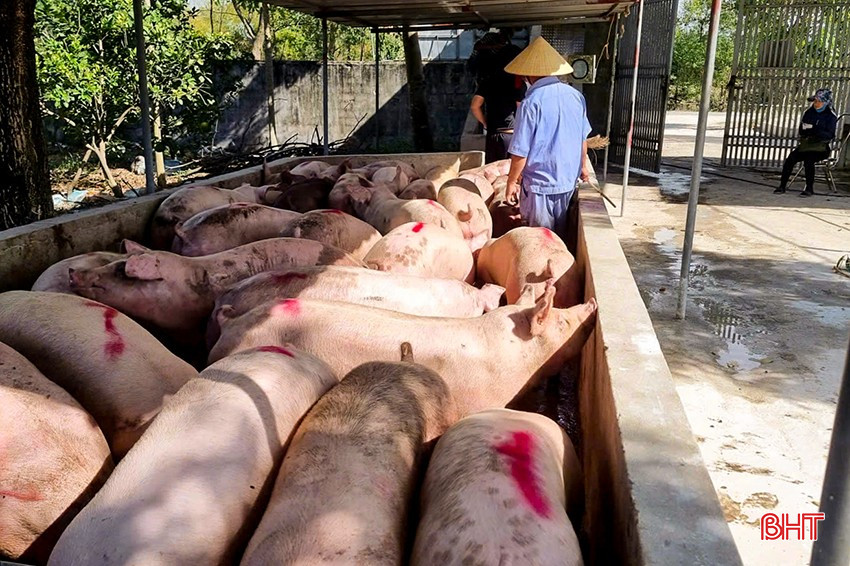 Giá lợn hơi tăng cao gần Tết Nguyên đán, người nuôi liên tục cân bán cho thương lái, lãi 2 triệu đồng/con