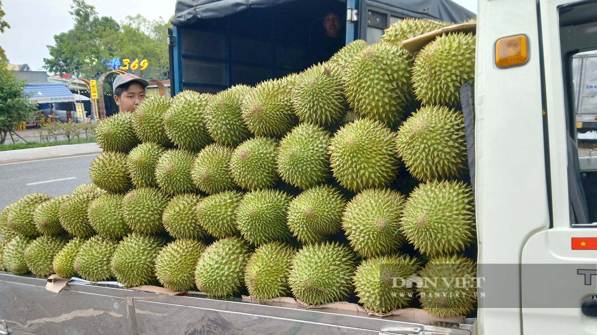 Giá sầu riêng lao dốc bất thường, nông dân miền Tây chịu thiệt, Đồng Tháp “kêu cứu” vì tắc khâu kiểm nghiệm