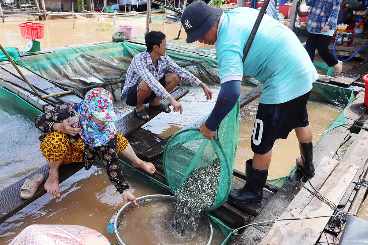 Loại cá đặc sản bé tí này thịt ngọt, ở An Giang dân đang bắt, mua bán hàng tấn, giá cao nhất 150.000 đồng/kg