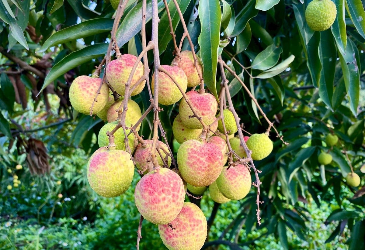 100.000 đồng/kg vải u trứng trắng Thanh Hà