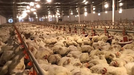 Giá gia cầm 18/6: Giá gà trắng tăng 10.000 đồng/kg, người chăn nuôi Đồng Nai thoát lỗ