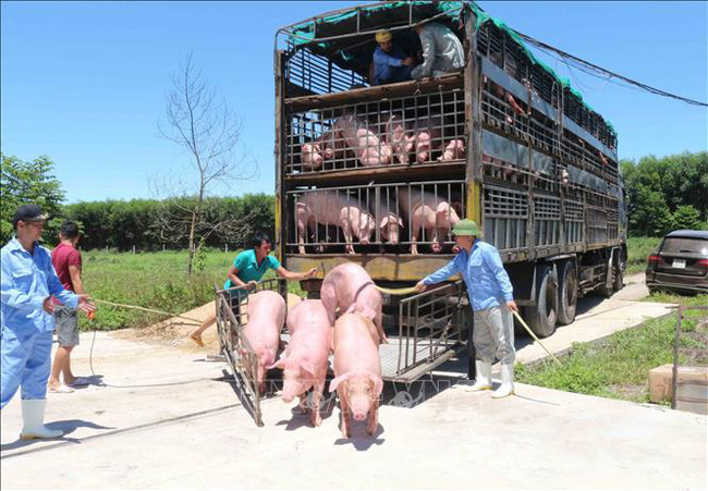 Giá heo hơi 30/6: Nhập khẩu lợn sống, cơ hội cho lợn nội phát triển?