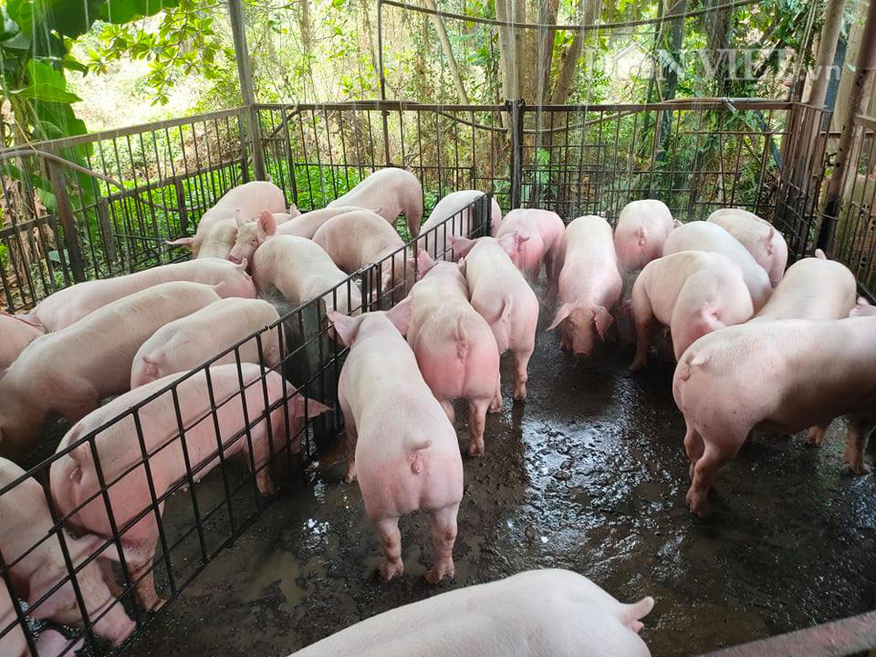 Giá heo hơi 19/6: 15 công ty muốn nhập lợn sống từ Thái Lan, giá lợn miền Bắc giảm