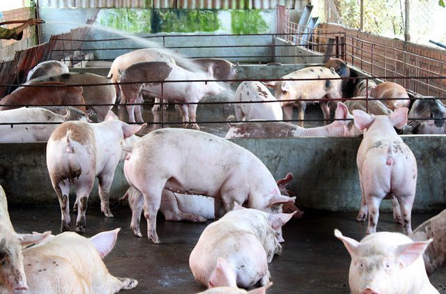 Giá heo hơi 1/7: Trung Quốc phát hiện chủng cúm lợn mới, lo gây 