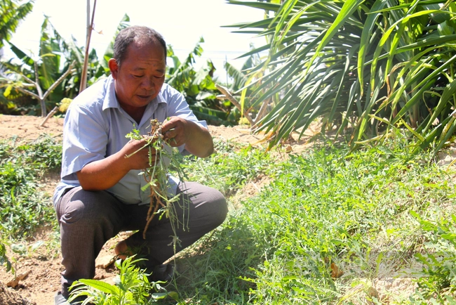 Loài rau dại mọc hoang ở đồi cát Ninh Thuận nay trở thành đặc sản, ăn ngon lại có tác dụng như thần dược