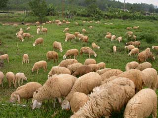 Kỹ thuật chăn nuôi cừu, cách chọn con giống