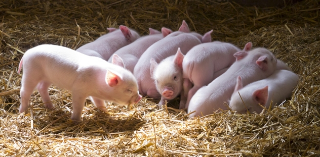 Bổ sung sắt và vitamin cho lợn sữa như thế nào?
