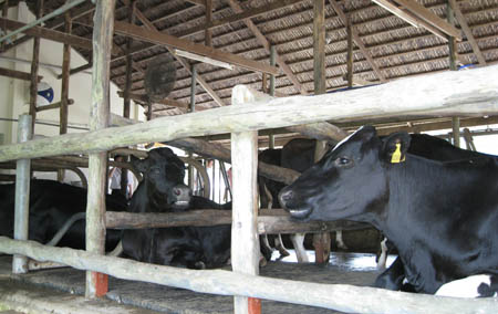 Một số bệnh liên quan đến dinh dưỡng cho bò sữa