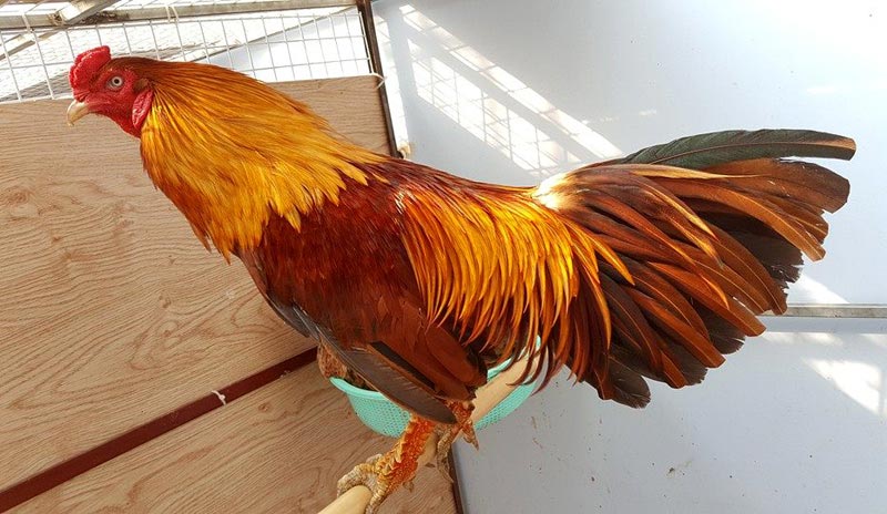 Lạ lùng loài gà có chân chi chít vảy rồng ở Việt Nam