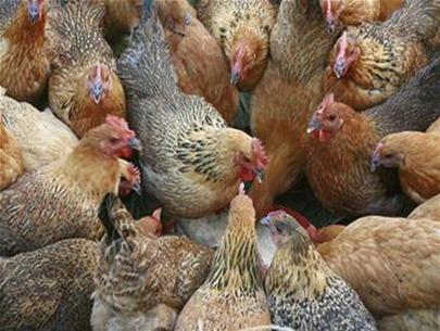 Bệnh hô hấp mãn tính (CRD) ở gà