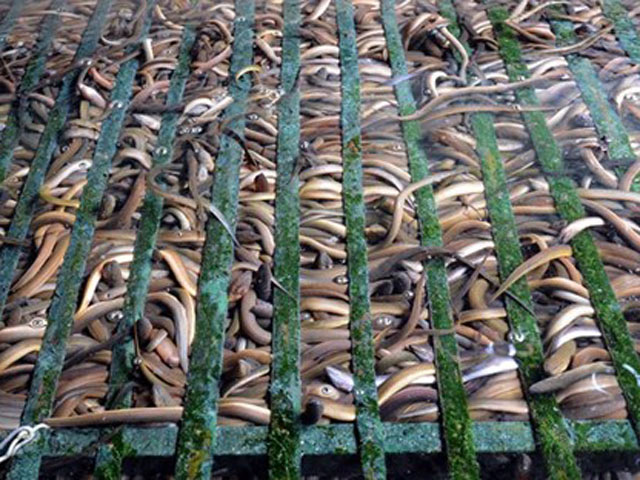 Kỹ thuật cho lươn sinh sản bán nhân tạo