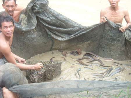Nhân nuôi thành công cá trê suối Phú Quốc