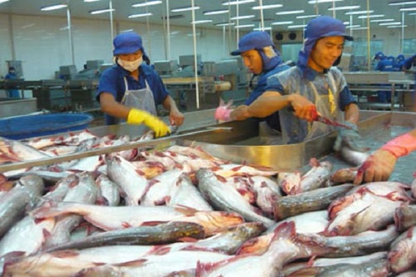 Kỹ thuật nuôi cá tra trong ao năng suất lớn cho lãi ròng