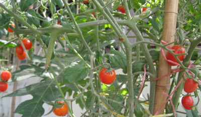 Kỹ thuật chăm sóc cây cà chua bi