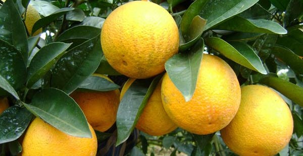Kỹ thuật trồng cây cam Vinh cho năng suất vượt trội kiếm tiền tỷ mỗi năm