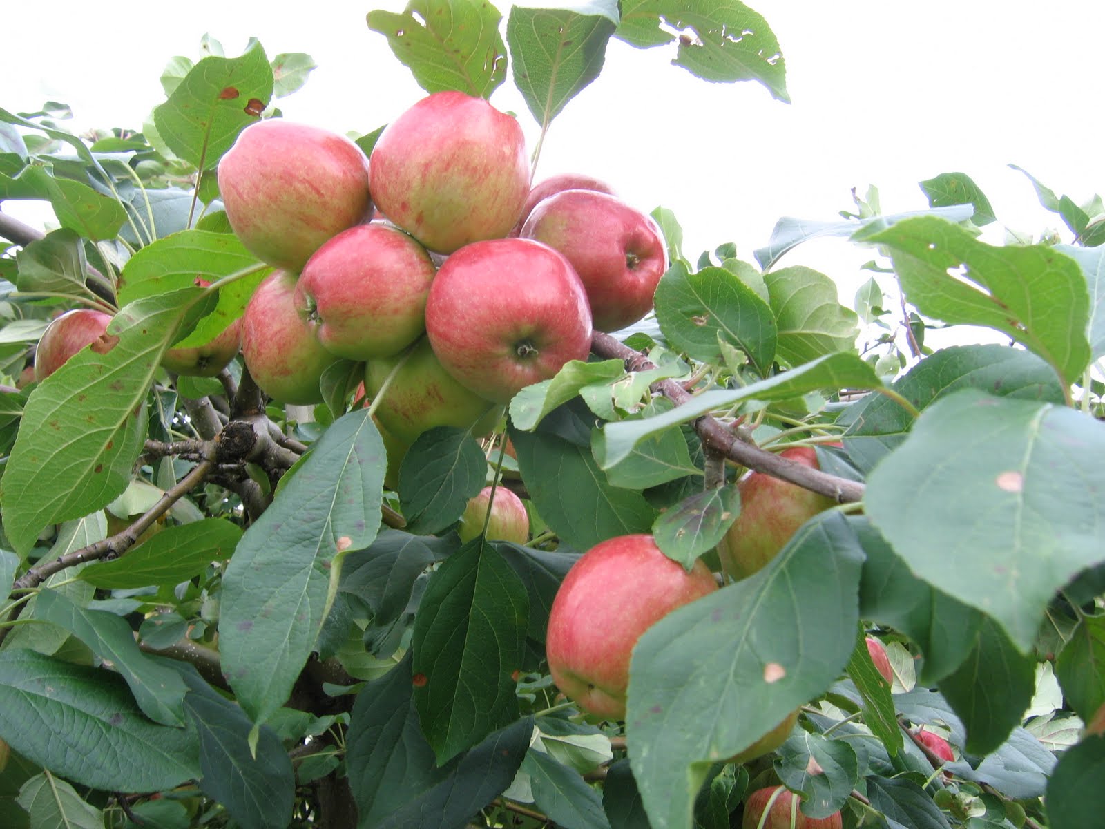Kỹ thuật trồng cây táo tây