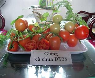Chuyển giao trồng cà chua DT28