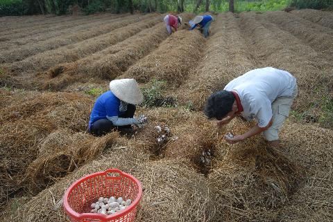 Giải pháp phát triển nghề trồng nấm