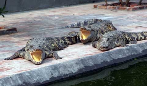 Kỹ thuật nuôi cá sấu ở hộ gia đình