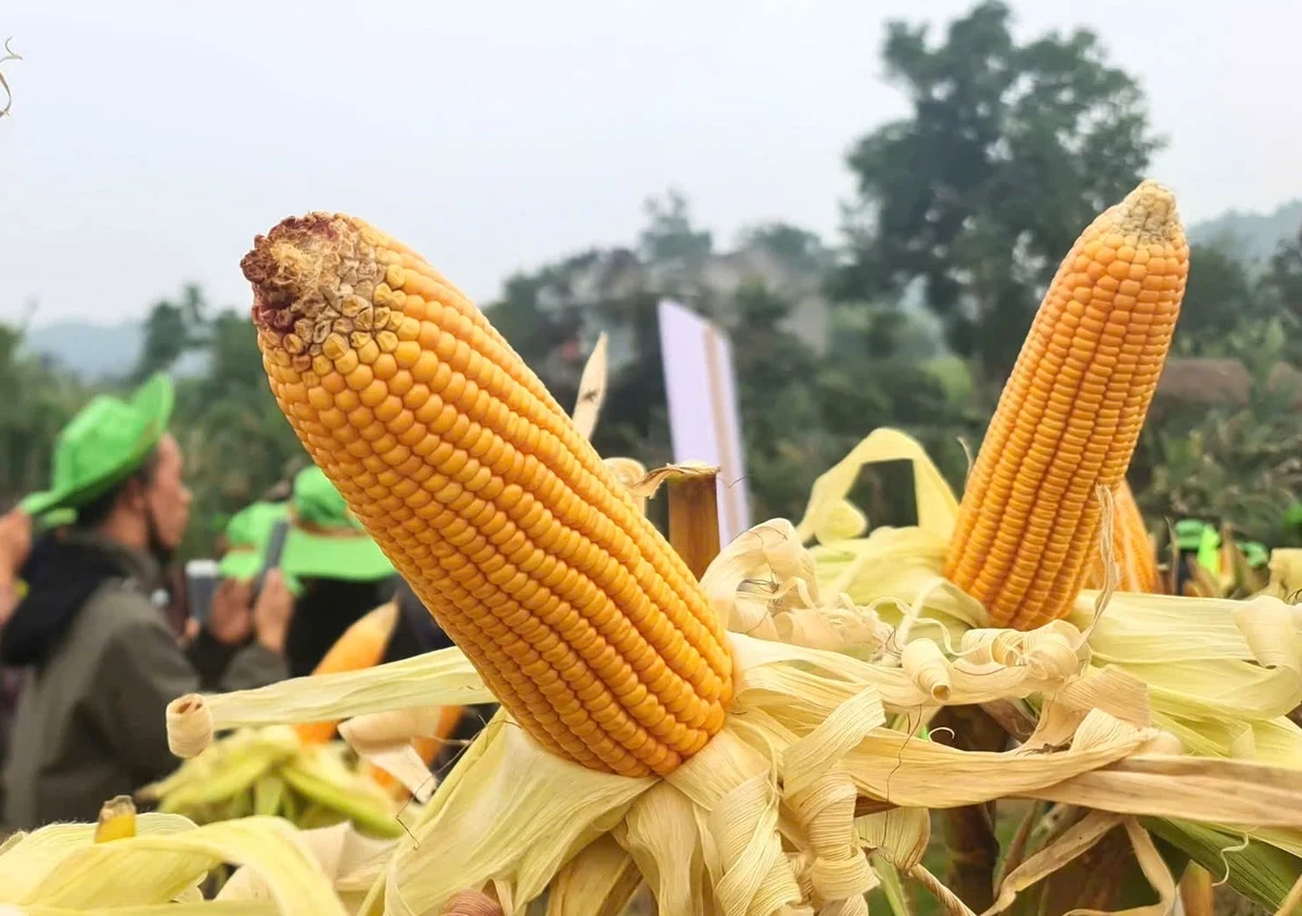 Vượt mưa lũ đầu vụ, giống ngô TBM189 tạo niềm tin với nông dân xứ Tuyên