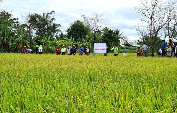Nông dân Gia Lai tấm tắc khen gạo BC15