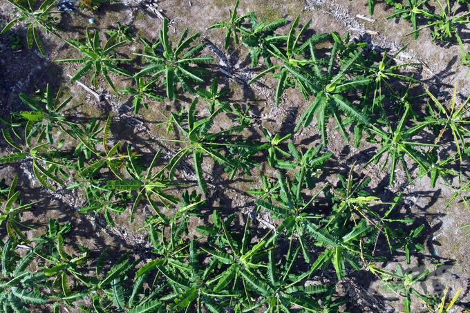 Giống cấy mô mở tương lai cho cây chuối mật mốc