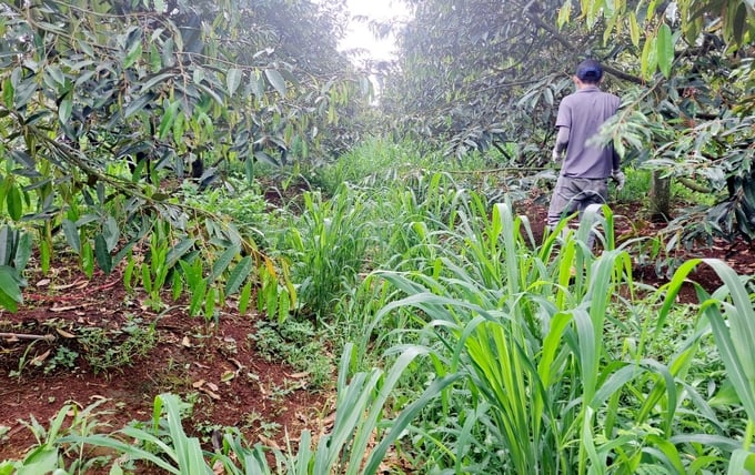 Cỏ dại là bạn, chỉ quản lý chứ không tiêu diệt