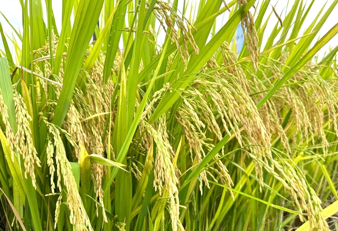 Giống lúa Vinaseed làm nức lòng nông dân Nam Trung bộ