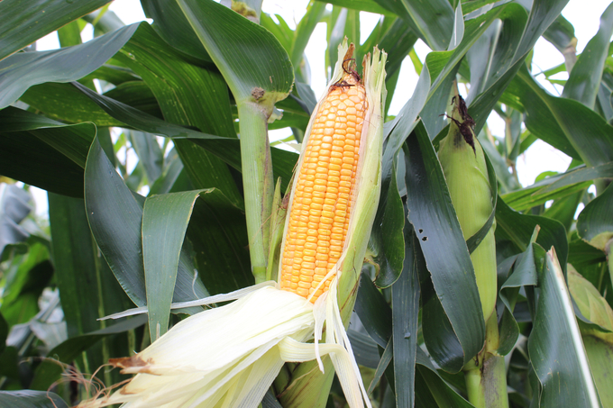 Bất ngờ với năng suất, chất lượng giống ngô sinh khối ĐH 17-5