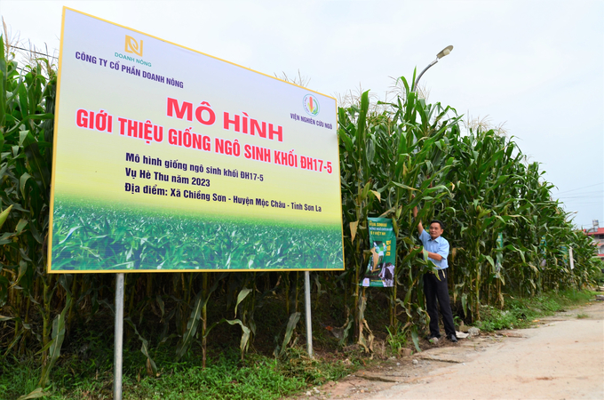 Giống ngô sinh khối đầu tiên của Việt Nam mang tên người Viện phó