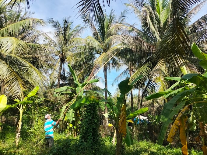 Biện pháp sinh học quản lý sâu đầu đen hại dừa